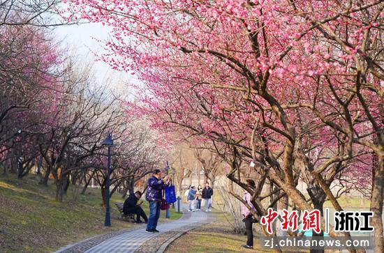 盛放梅花引人拍照。 陈胜伟（通讯员）供图