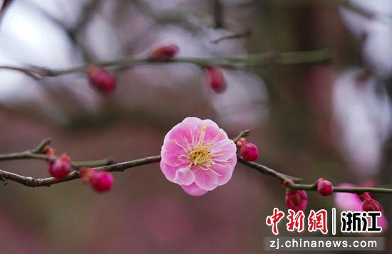 校园内梅花次第开放。 陈胜伟（通讯员）供图