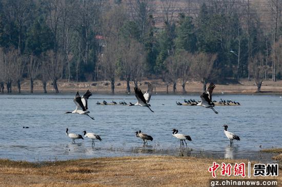 2月16日，在贵州省威宁自治县草海国家级自然保护区内拍到的黑颈鹤，正在鹤舞翩跹，仿佛嘲笑春迟，闹腾北归。