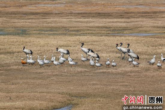 2月16日，在贵州省威宁自治县草海国家级自然保护区内拍到的黑颈鹤，正在鹤舞翩跹，仿佛嘲笑春迟，闹腾北归。