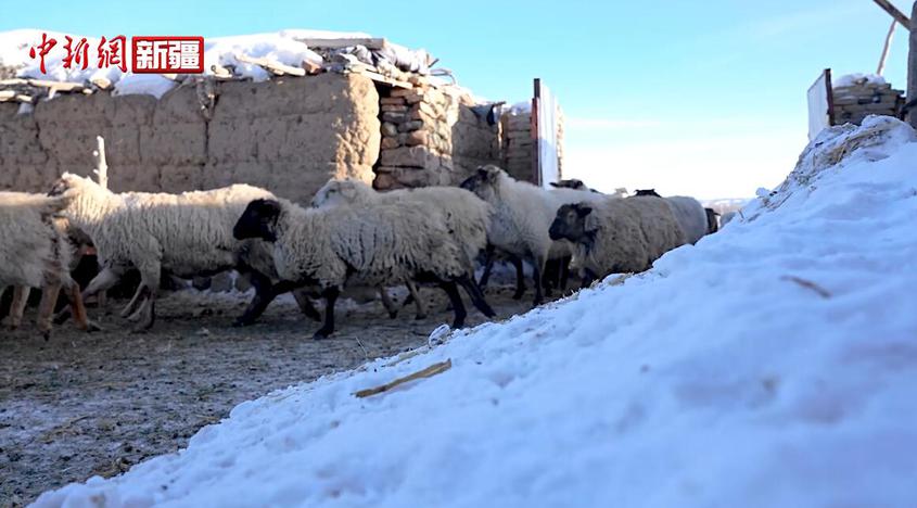 新疆吉木乃縣冬羔生產鼓起農牧民“錢袋子”