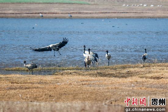 2月16日,在贵州省威宁自治县草海国家级自然保护区内拍到的黑颈鹤,正在鹤舞翩跹,仿佛嘲笑春迟,闹腾北归。 2月16日,在贵州省威宁自治县草海国家级自然保护区内拍到的黑颈鹤,正在鹤舞翩跹,仿佛嘲笑春迟,闹腾北归。