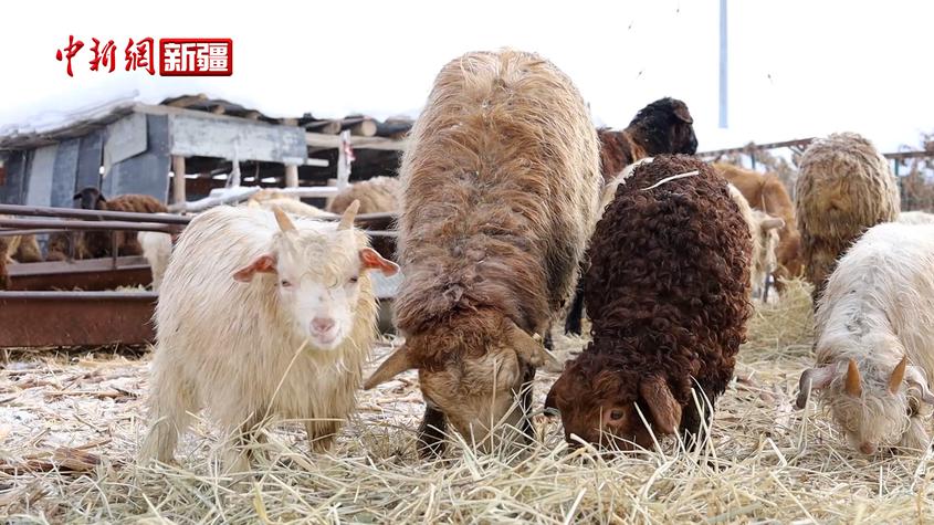 新疆阿勒泰市冬羔生產進入高峰期 預計生產冬羔6萬余只