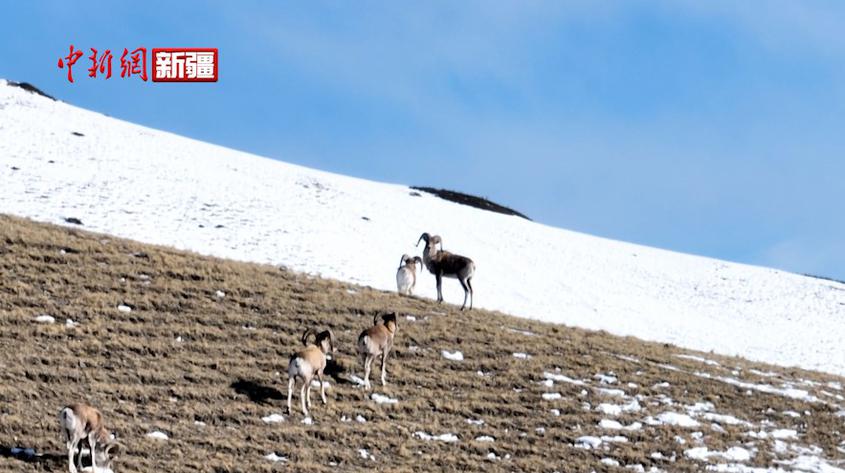 实拍新疆盘羊在赛里木湖景区雪地觅食