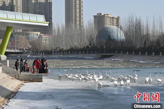 气温升高，位于新疆南部的孔雀河，冰雪消融，库尔勒城市中心，野生天鹅在水中游弋。　确.胡热 摄