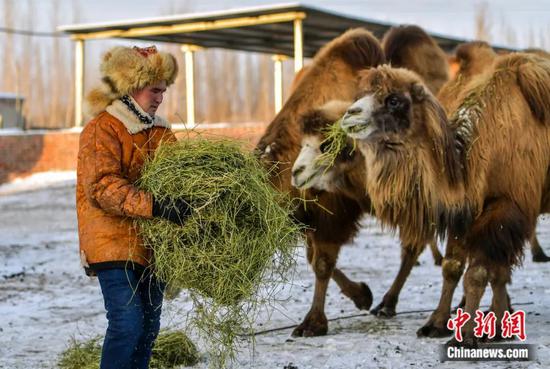 2023年1月，新疆阿勒泰地区福海县牧民那尔多斯·巴合提别克在自家的后院为养殖的骆驼投放饲草。刘新 摄