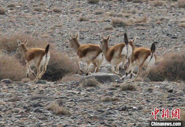 气温回升，成群的野生鹅喉羚在戈壁荒漠觅食。　达吾提·热夏提 摄