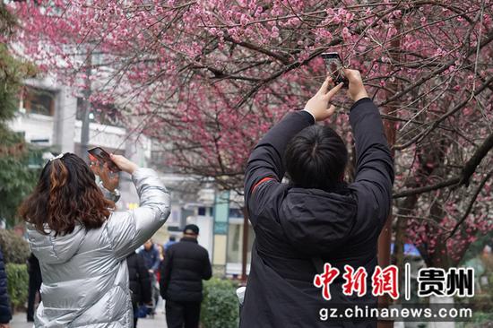 贵阳甲秀楼梅花绽放引游客