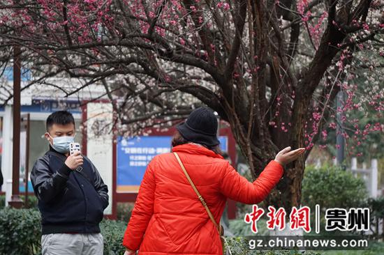 贵阳甲秀楼梅花绽放引游客。