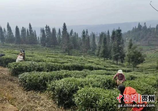 茶农在茶园里采摘春茶。水城融媒供图