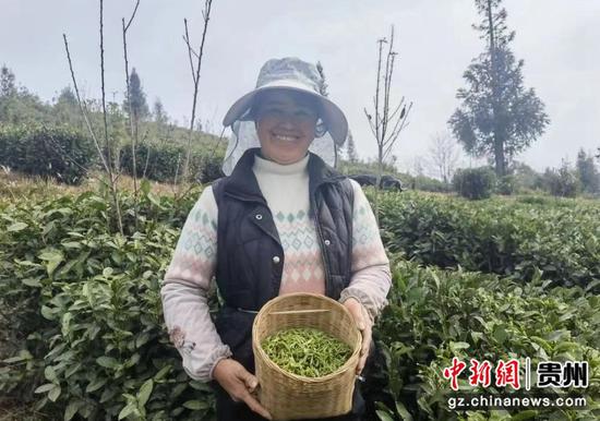 茶农采摘茶叶装篓。水城融媒供图