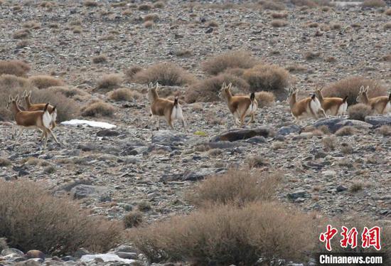 每年这个季节，气温增高野生鹅喉羚开始下山觅食，或者在山区沙漠寻找渐渐露出的青草。　达吾提·热夏提 摄