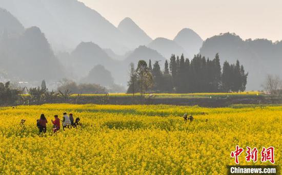 游客在贵州兴义市的万峰林景区观赏油菜花八卦田。　乔啟明 摄
