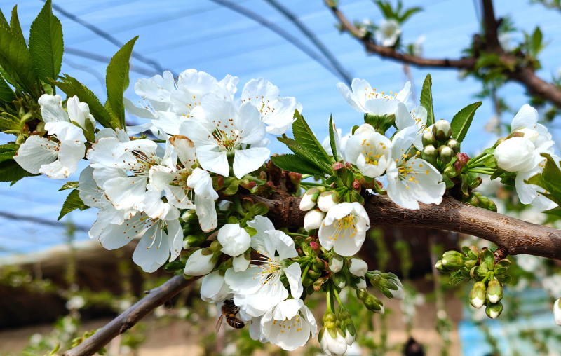2月21日，新疆伊犁哈萨克自治州察布查尔锡伯自治县良繁场蔬果种植大棚里，一堆堆美丽的樱桃花绽放树梢枝叶之间。华岩明摄