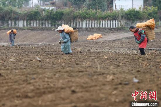 农户在转运马铃薯种。　瞿宏伦 摄