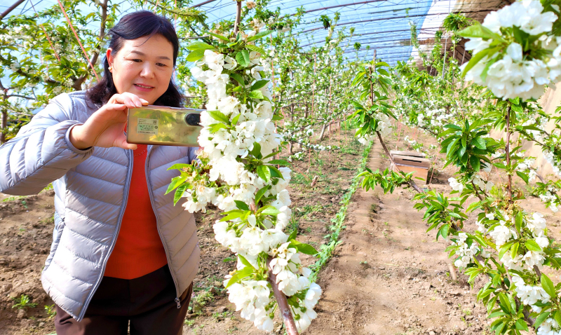 2月21日，新疆伊犁哈萨克自治州察布查尔锡伯自治县良繁场蔬果种植大棚里，每枝花朵吸引游客拍照。华岩明摄