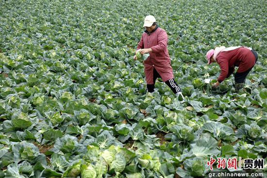 2月21日，贵州施秉县杨柳塘镇地坝村大坝上两位当地群众在收割牛心甘蓝。
