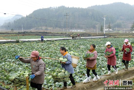 2月21日，贵州施秉县杨柳塘镇地坝村大坝上群众运送牛心甘蓝准备装车。