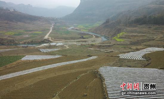 2月11日，贵州省大方县黄泥塘镇西河村糯玉米种植现场地膜覆盖。吴守良 摄