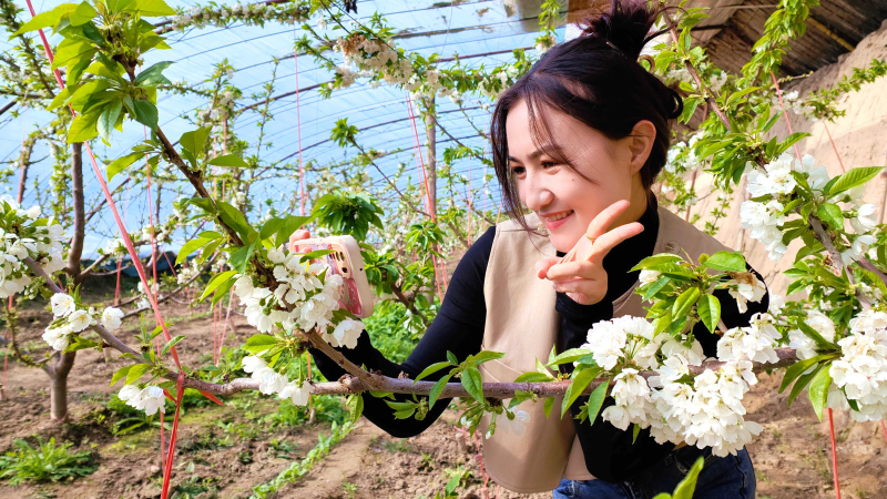 2月21日，新疆伊犁哈萨克自治州察布查尔锡伯自治县良繁场蔬果种植大棚里，游客在洁白的花朵前摆姿势拍照。华岩明摄