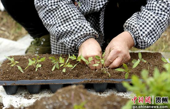 2月20日，贵州施秉县杨柳塘镇地坝村群众进行移苗假植。