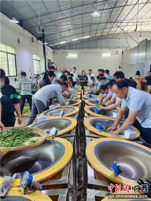 2022年9月,粤桂协作科技特派员金秀县2022年首届第2期制茶师培训在金秀镇六段村举办。黄国平 摄 2022年9月,粤桂协作科技特派员金秀县2022年首届第2期制茶师培训在金秀镇六段村举办。黄国平 摄