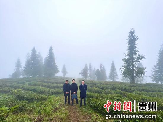 工行兴义城区支行实地查看茶产业