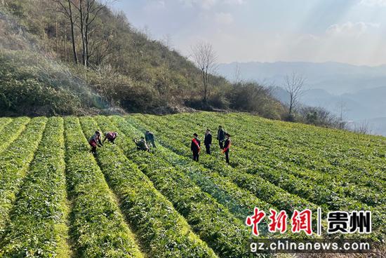 工行毕节分行乡村振兴先锋队到田间地头为农户宣传普惠金融产品 工行毕节分行乡村振兴先锋队到田间地头为农户宣传普惠金融产品