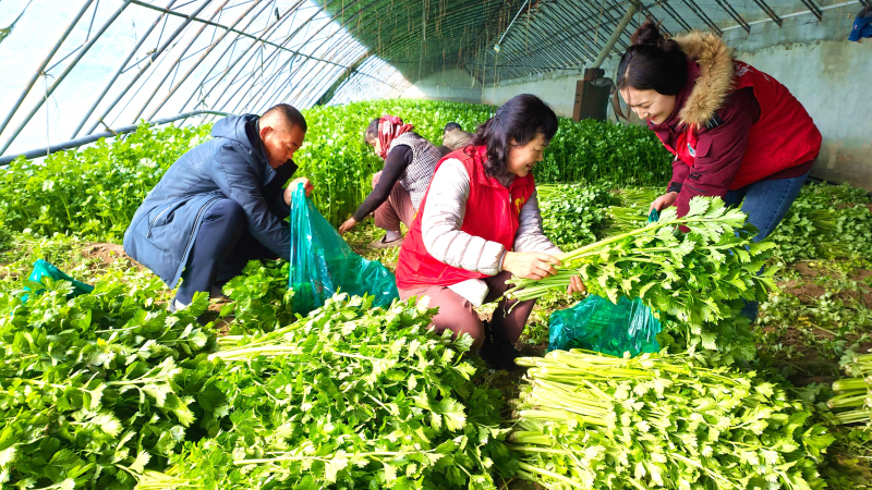 2月23日，在新疆伊犁哈萨克自治州察布查尔锡伯自治县良繁场蔬菜种植基地大棚内，驻村工作队队员帮助菜装袋芹菜包装。华岩明摄 