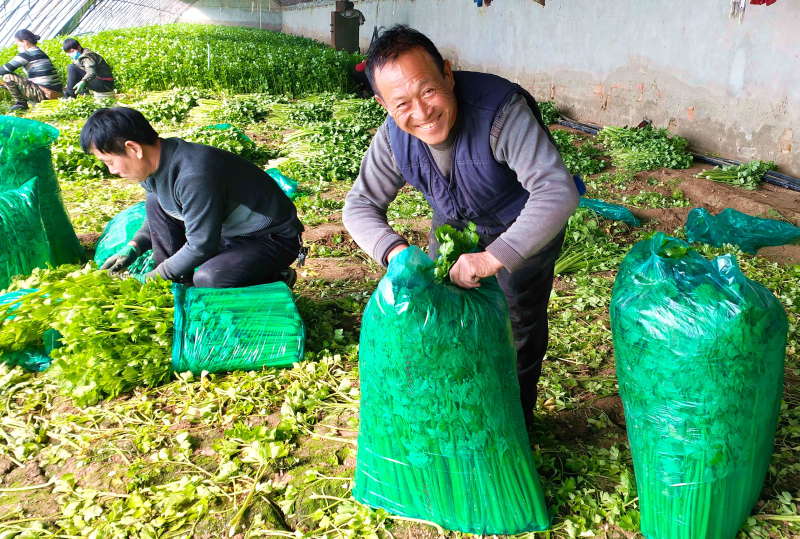 2月23日，在新疆伊犁哈萨克自治州察布查尔锡伯自治县良繁场蔬菜种植基地大棚内，蔬菜大棚种植户李庆林正忙着包装芹菜销售。华岩明摄 