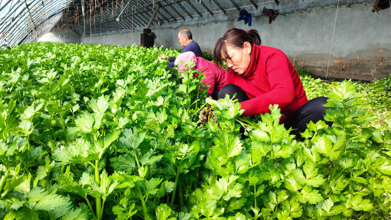 2月23日，在新疆伊犁哈萨克自治州察布查尔锡伯自治县良繁场蔬菜种植基地大棚内，菜农在收割芹菜。华岩明摄 