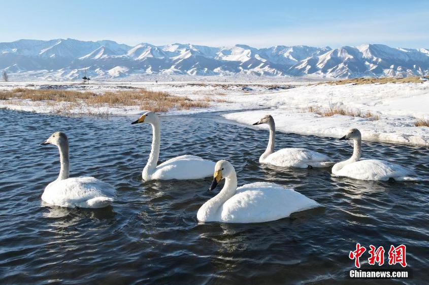 新疆巴里坤天鹅与雪山同框构成唯美生态景观画