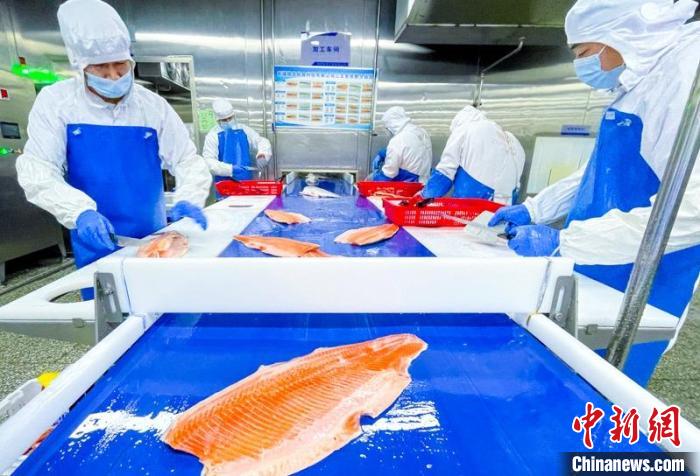 新疆產三文魚暢銷國內外市場