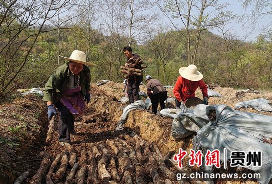 2月26日，村民在贵州省大方县凤山乡天麻基地放置含天麻菌的木头。 彭佑林 摄