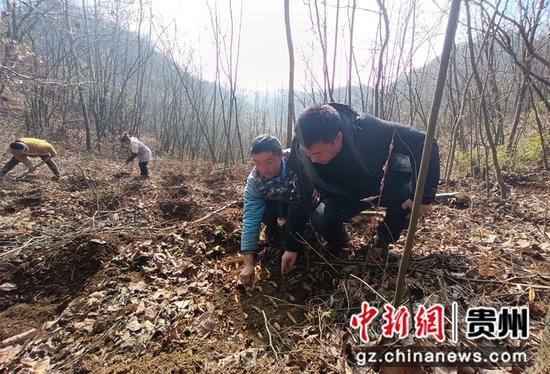 2月26日，罗德和樊兴平在贵州省大方县凤山乡天麻基地查看放种情况。谭勇 摄