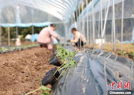 图为施秉县农民在地里栽种蔬菜。　磨桂宾　摄
