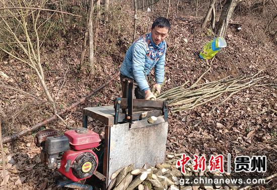 2月26日，樊兴平在贵州省大方县凤山乡天麻基地操作机器切割青冈树干。谭勇 摄