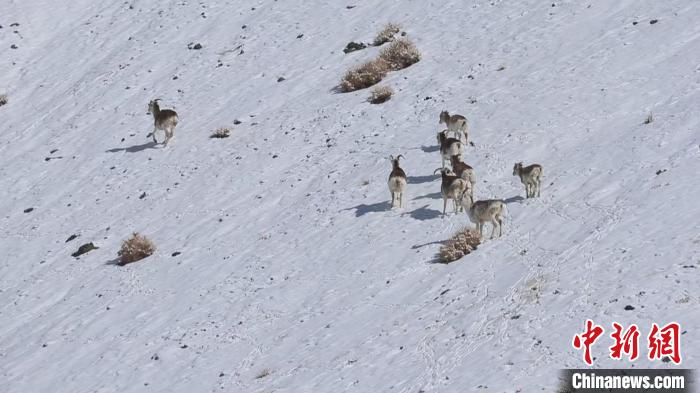 場面壯觀！上千只高原盤羊現身新疆塔縣