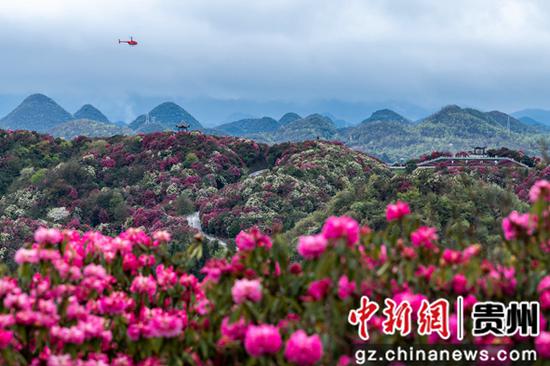 “地球彩带”贵州百里杜鹃2023年花季启幕