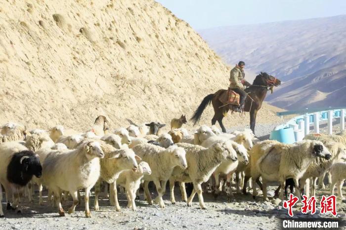 新疆兵团：8万余头牲畜春季转场持续进行