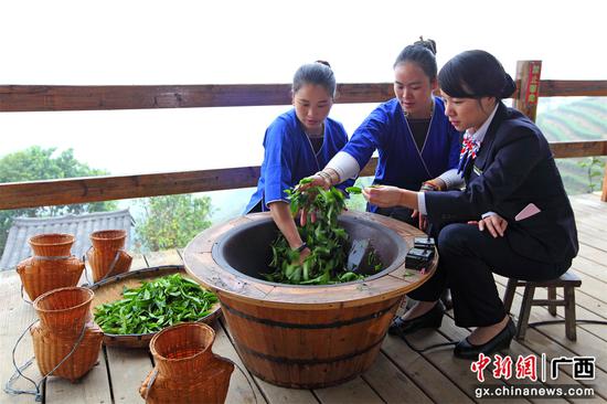 邮储银行柳州市分行工作人员到当地茶园了解春茶收成情况。邮储银行柳州市分行供图
