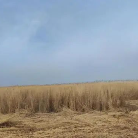 专稿 | 新疆博斯腾湖缘何入列中国四大芦苇产区？