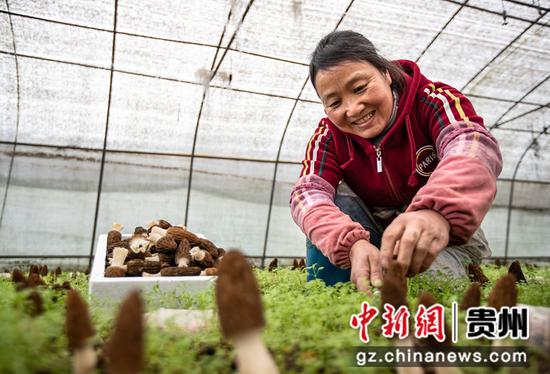 2023年3月1日，贵州省黔西市谷里镇清明村羊肚菌种植基地，村民在采收羊肚菌。