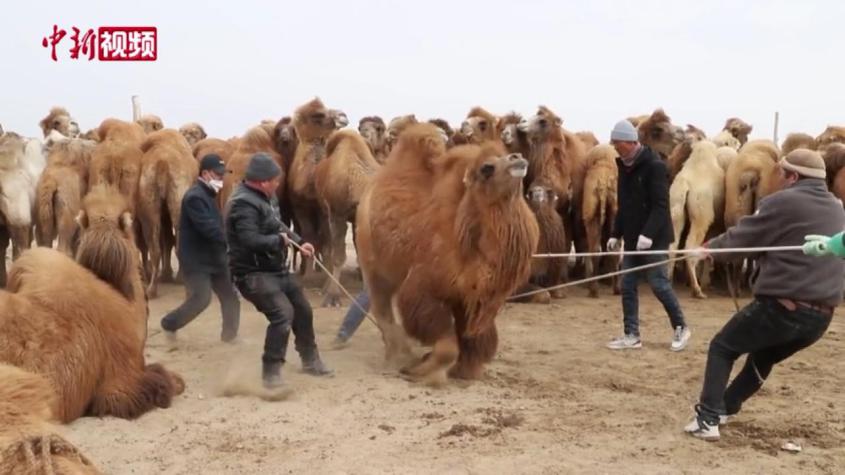 剪鬃毛烙驼印 新疆南部万余峰骆驼换“春装”
