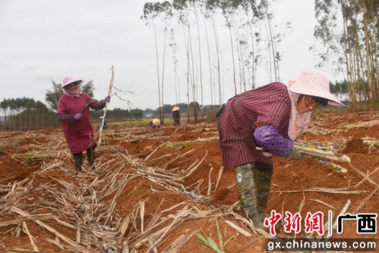 农户在清桉后的耕地上种植甘蔗 罗儒修 摄