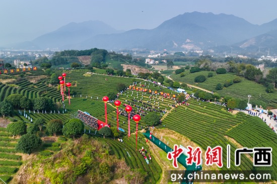 2023广西春茶节系列活动在贺州昭平县启动