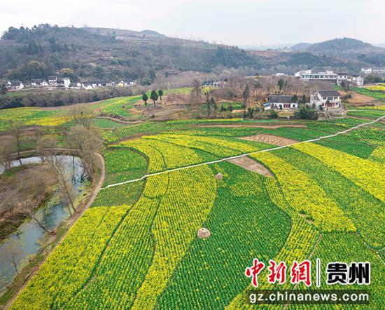 2023年3月1日拍摄的贵州省黔西市洪水镇解放村油菜花田园。