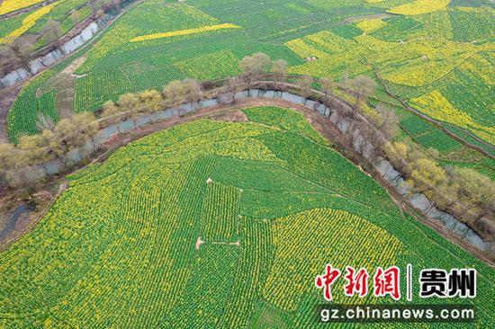 2023年3月1日拍摄的贵州省黔西市洪水镇解放村油菜花田园。