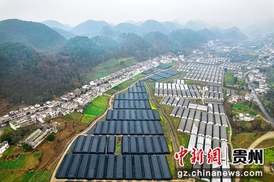 2023年3月1日，贵州省黔西市谷里镇清明村羊肚菌种植基地一角。