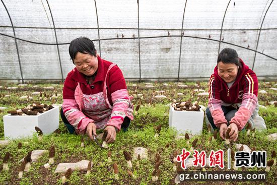 2023年3月1日，贵州省黔西市谷里镇清明村羊肚菌种植基地，村民在采收羊肚菌。